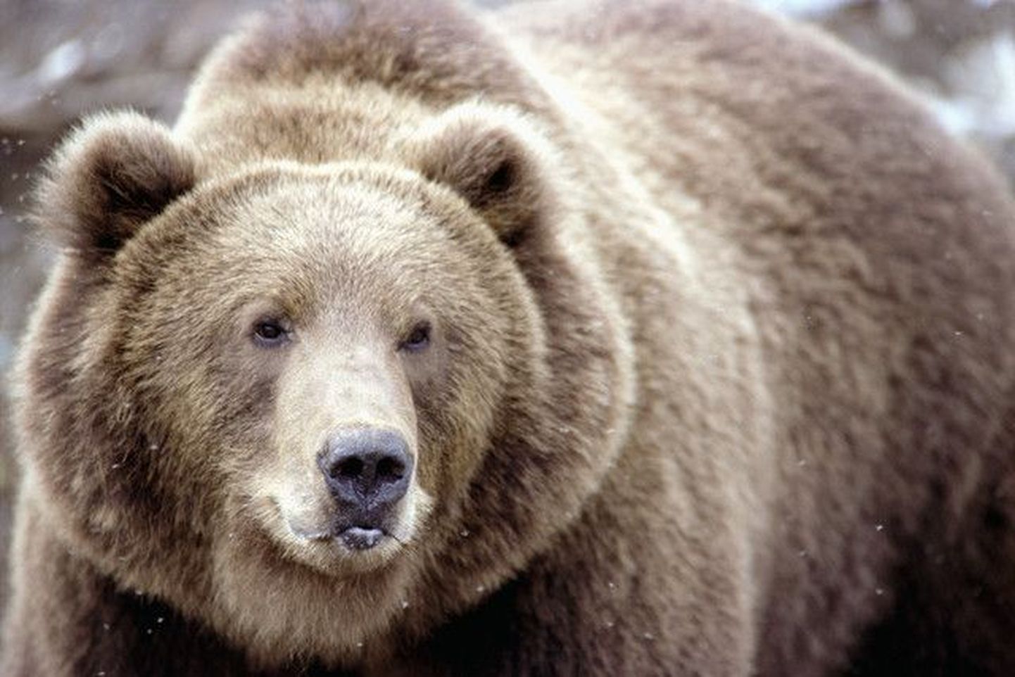 Pildil olev karu ei ela Kaliningradi loomaaias.
