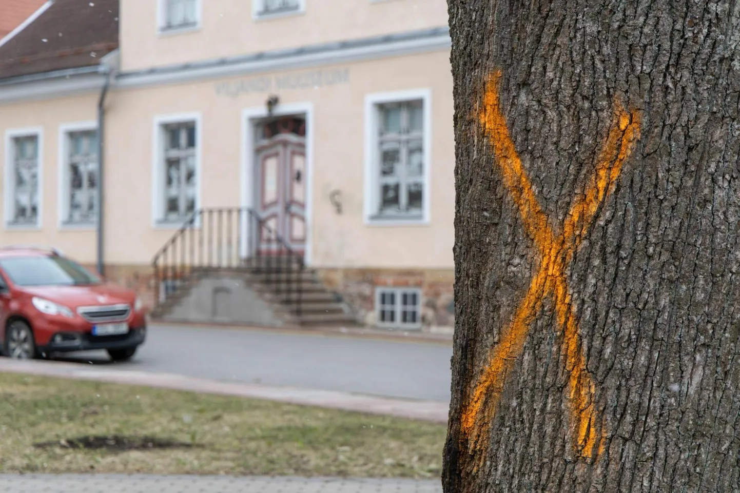 PIITS

Viljandi muuseumi ees kasvavatele tammedele on keegi sodinud risti, nagu tähistatakse tavaliselt mahavõtmisele minevaid puid.