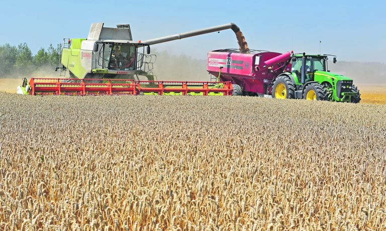 В этом году около 29% пшеницы ЕС планировал импортировать из Украины, но, согласно предварительным оценкам, около 80% украинского зерна не будет продано из-за войны
