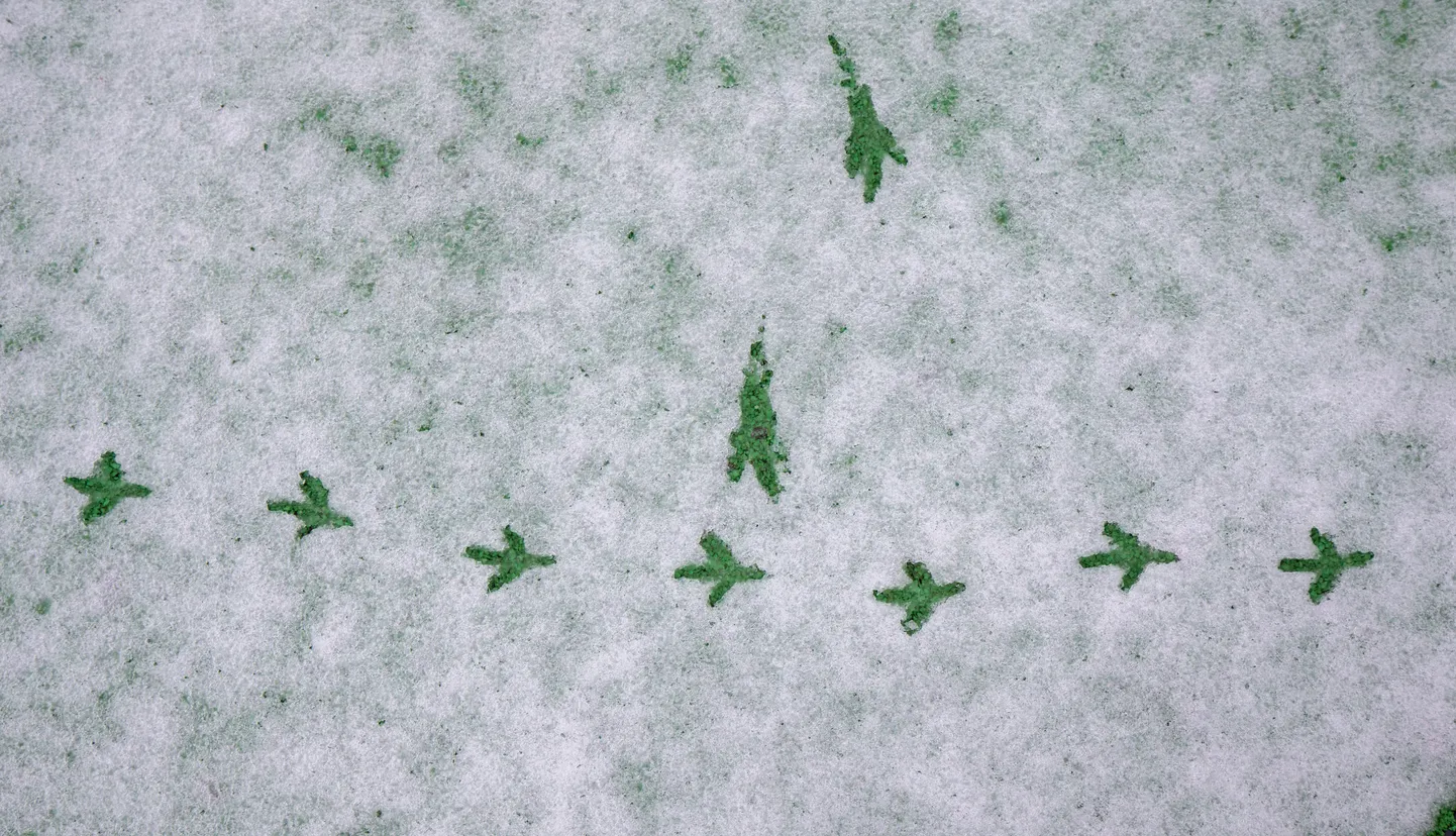 Первый снег в Тарту, 8 ноября.