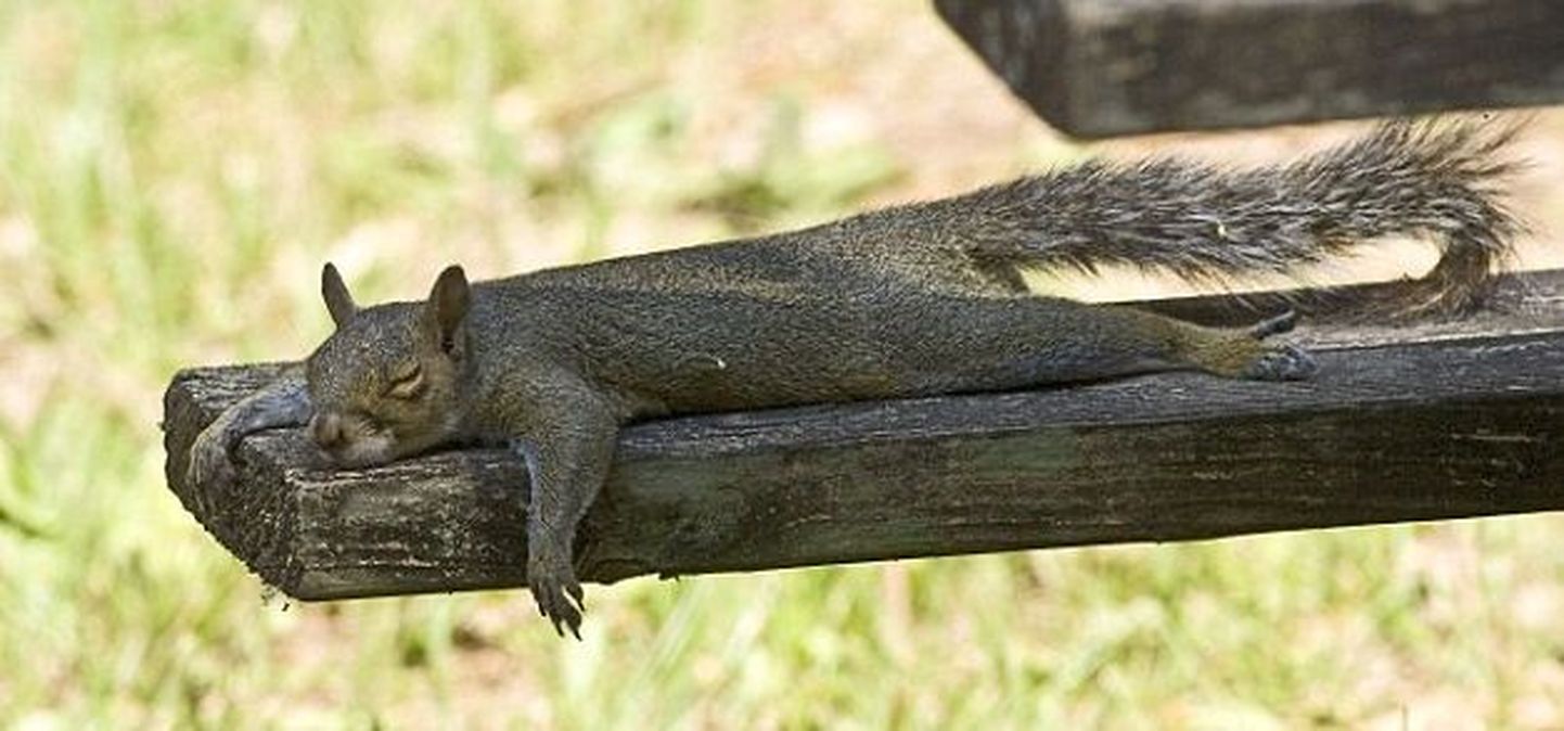 Orav teeb planking`ut?