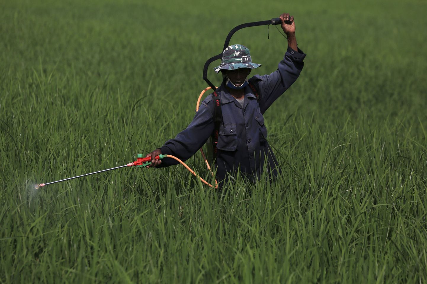 Indoneesia farmer pritsib põllule taimekaitsevahendeid.