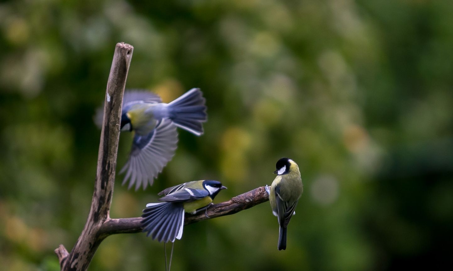 Ornitoloogiaühing kutsub igas vanuses noori alustama koolivaheajal aiapäeviku pidamist.