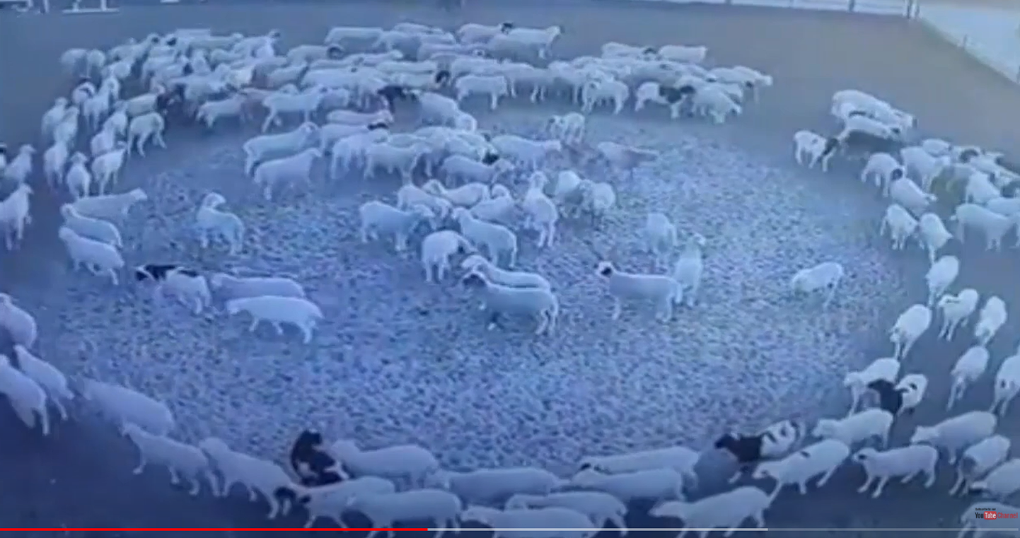 Briti põllumajandusteadlase Matt Belli sõnul võis ta lahendada saladuse, miks Hiina lambad ringiratast käivad