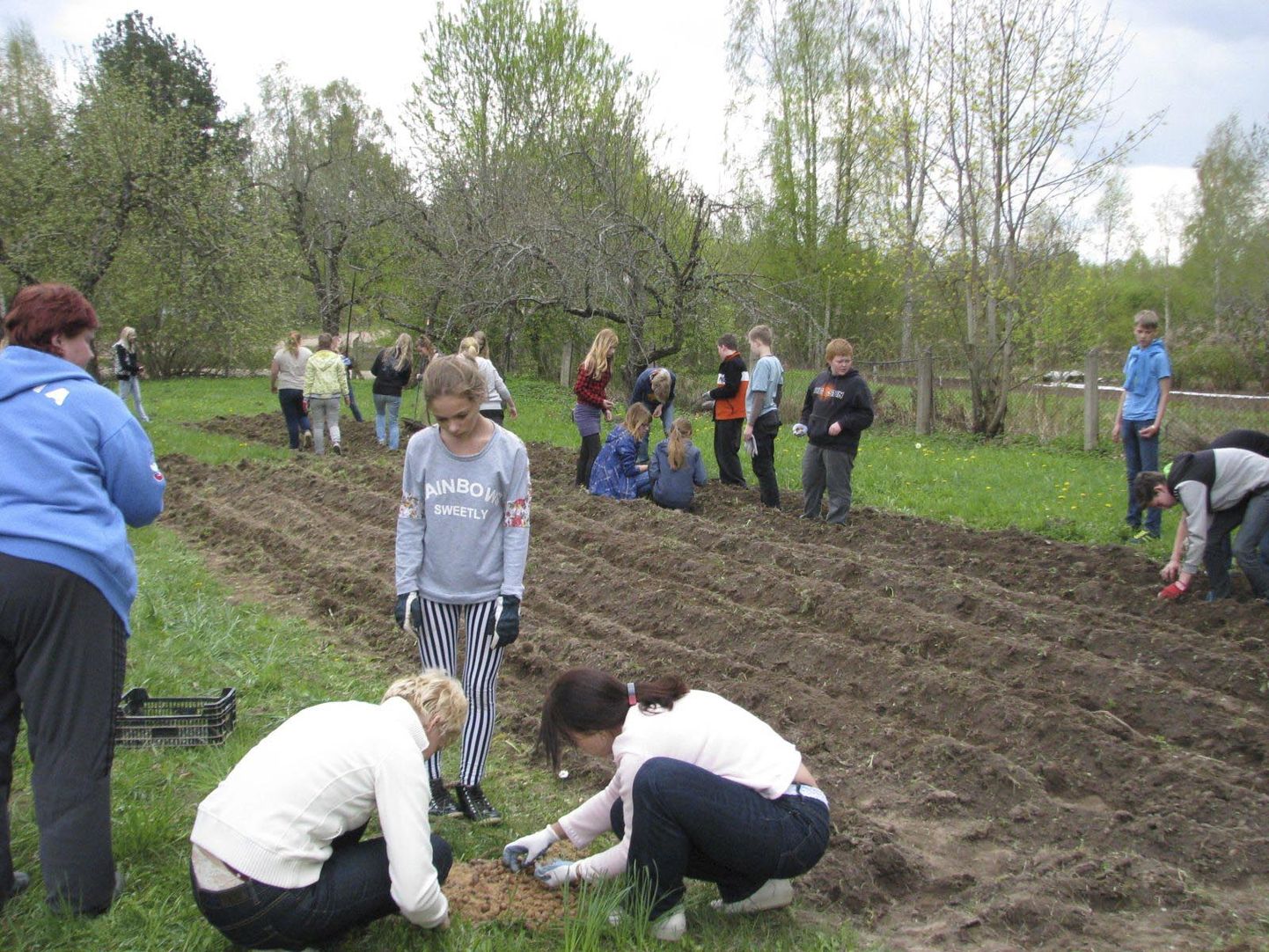 Suure-Jaani koolilapsed, kes 2013. aastal tammetõrud maasse pistsid, et neist Eestile kingituseks tammik kasvatada, on praeguseks kooli lõpetanud.
