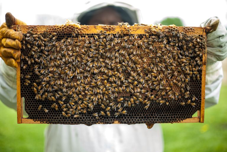 Mesinik ja mesilased. Pilt on illustreeriv