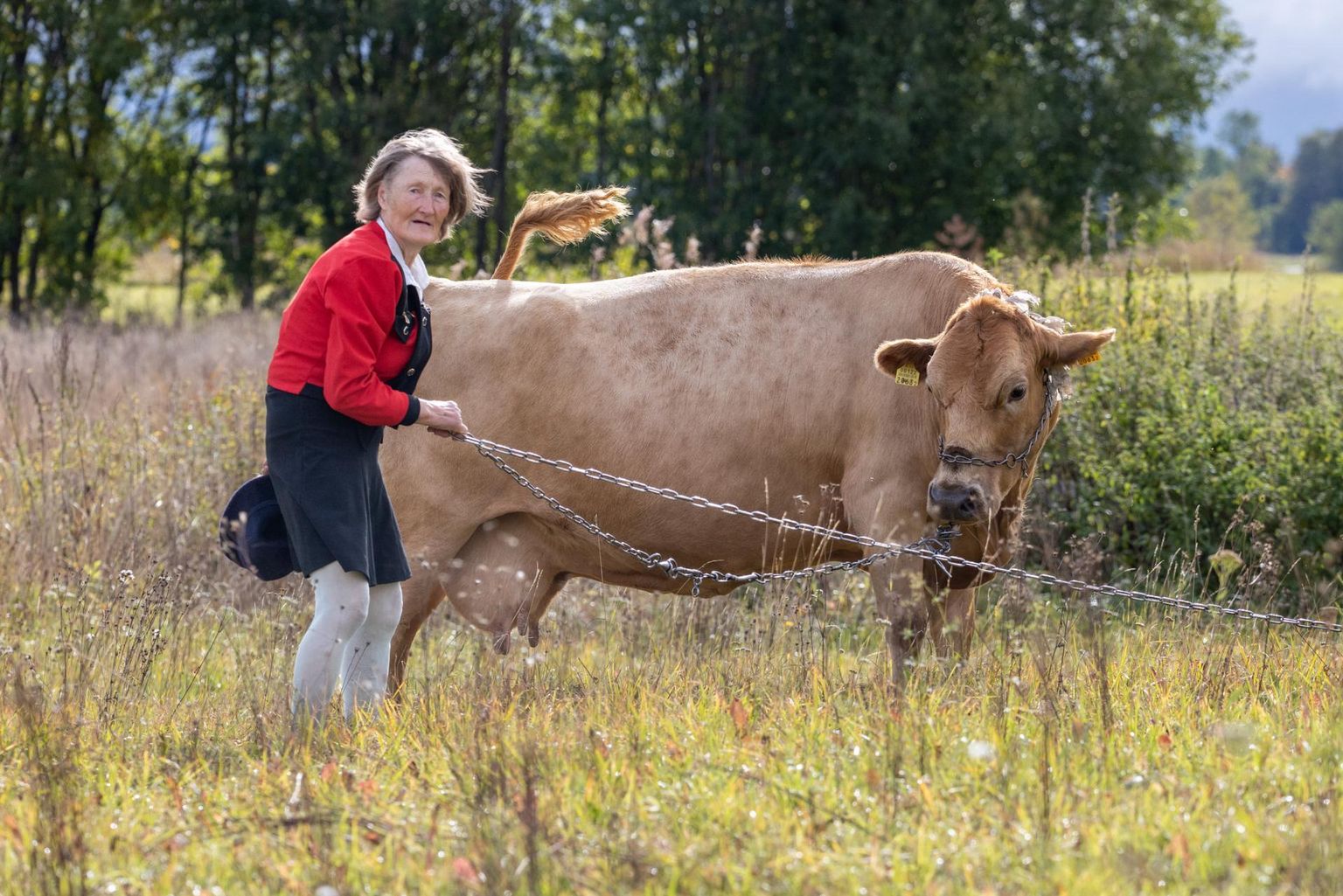 81-aastane Vaike Kütt Salla külast peab vaatamata oma soliidsele vanusele veisekarja.