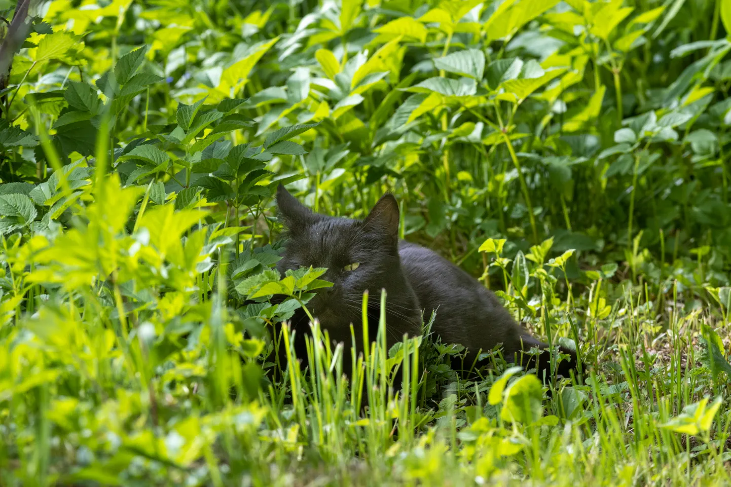 Kassiga kohtudes on linnupojal vähe elulootust.