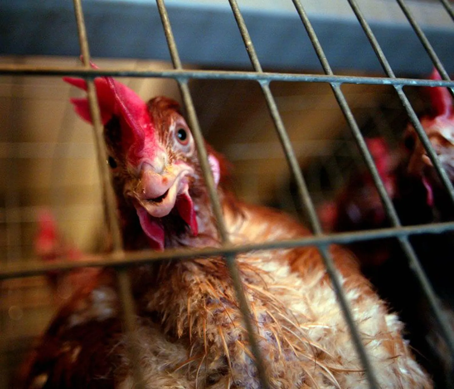 Veterinaar- ja toiduamet kinnitab, et poodi jõudvat kanaliha ja mune võib süüa haigust kartmata.