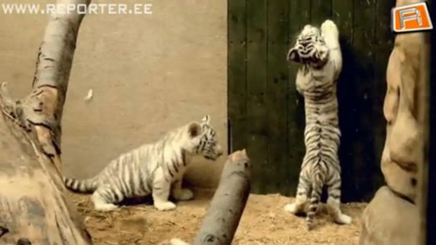 Tšehhi loomaaia valged tiigrid saavad peagi nime
