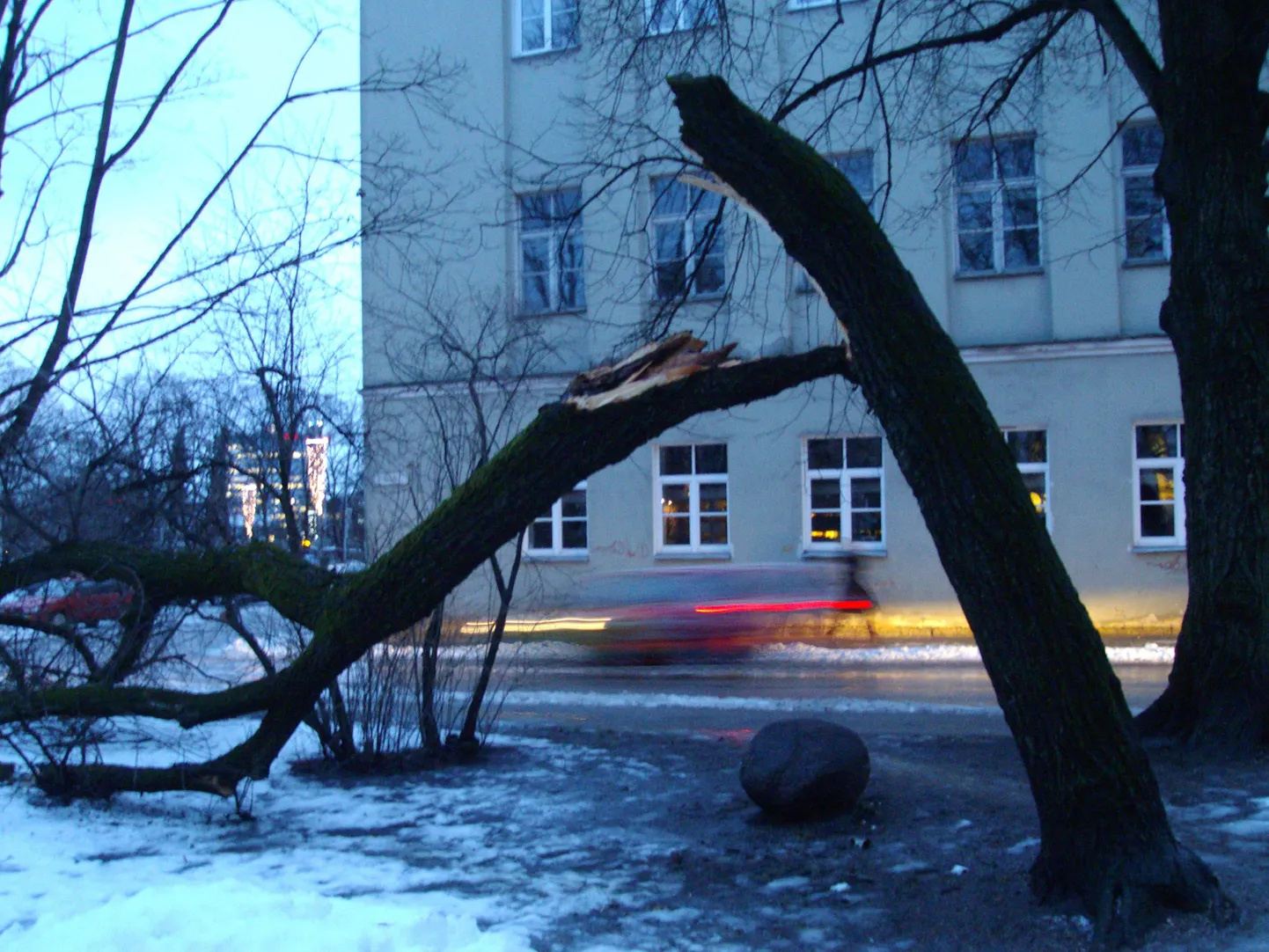Puu ülemine osa on langenud haljasalale.