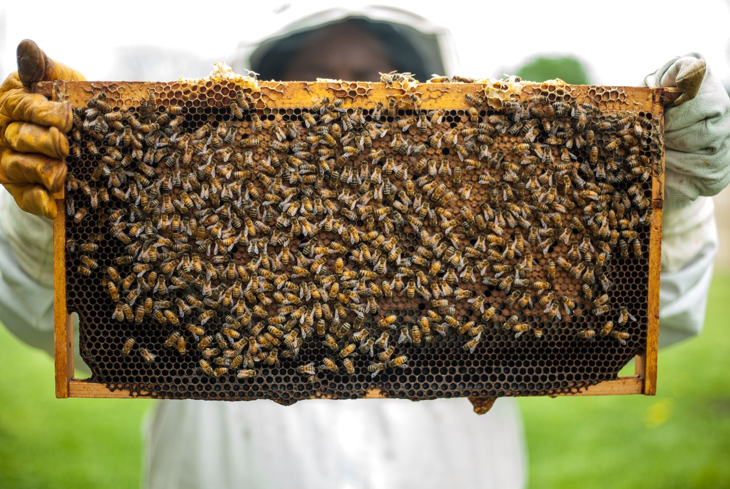 Mesinik ja mesilased. Pilt on illustreeriv