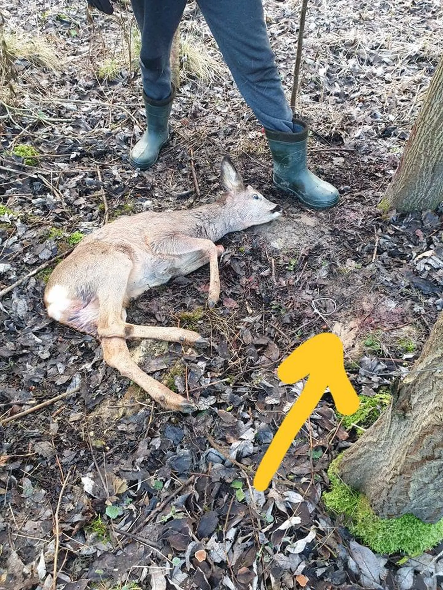 Metskitse päästa ei õnnestunud