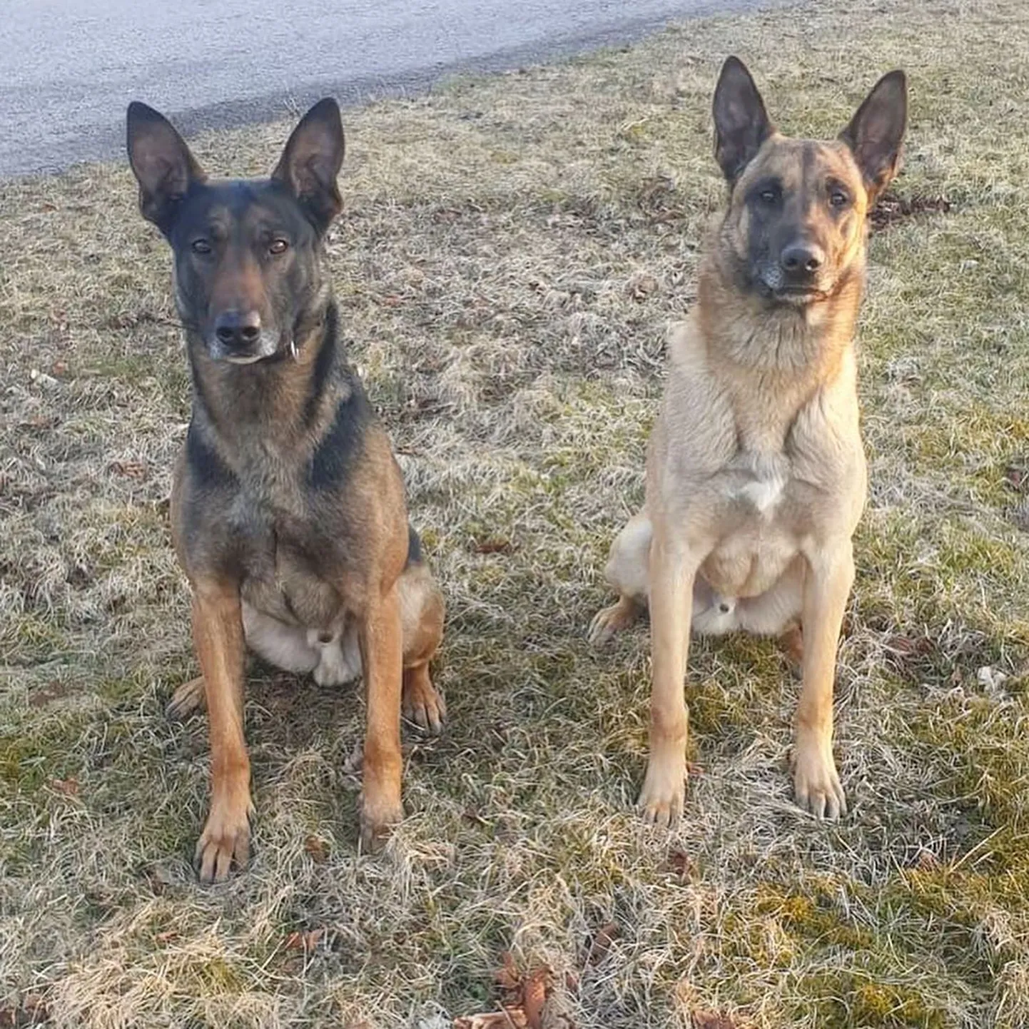 Tiisel (tumedam) ja Mauser. Pildilt puudub kolmas pereliige, teenekas politseikoer Nacho.