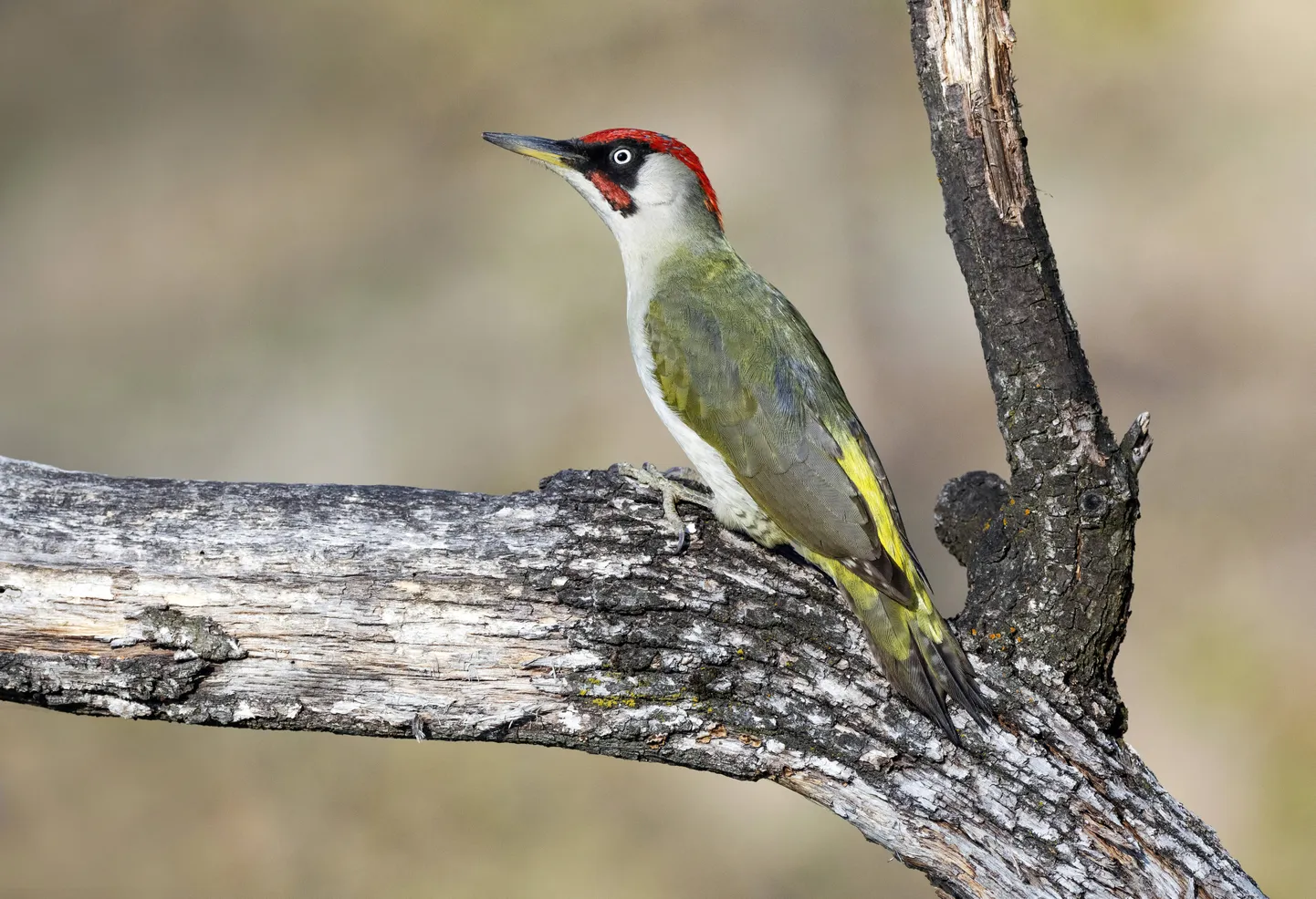 Roherähn (Picus viridis).