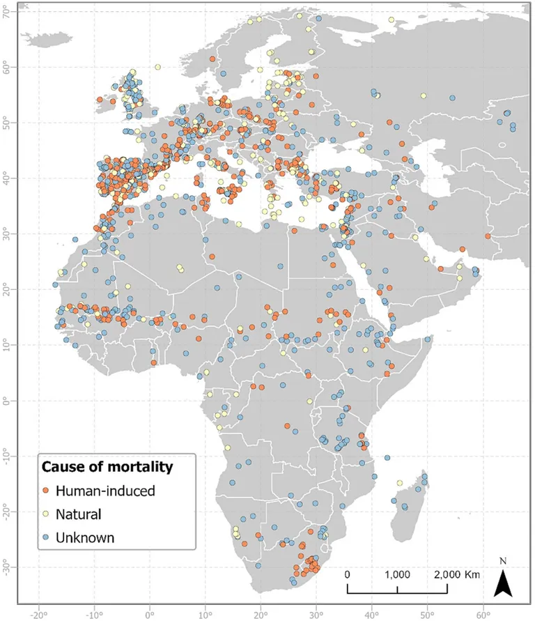 Suurte rändlindude surmajuhtumite kaardistus. Oranž - inimese põhjustatud, kollane - loomulik surm, sinine - põhjus teadmata.
