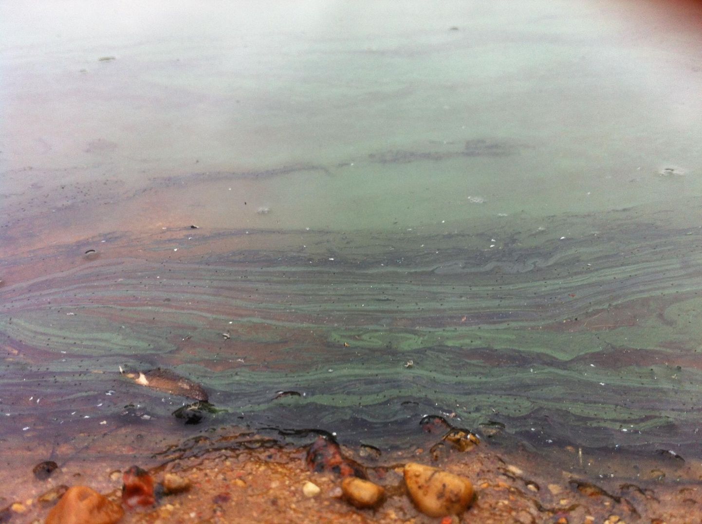 Kui märkate, et vesi on muutunud silmaga nähtavate helveste pärast kollakasroheliseks ja kogu kaldaäär on kaetud tiheda rohelise massiga, mis lõhnab kopituse järele, võib tegu olla sinivetikaga.