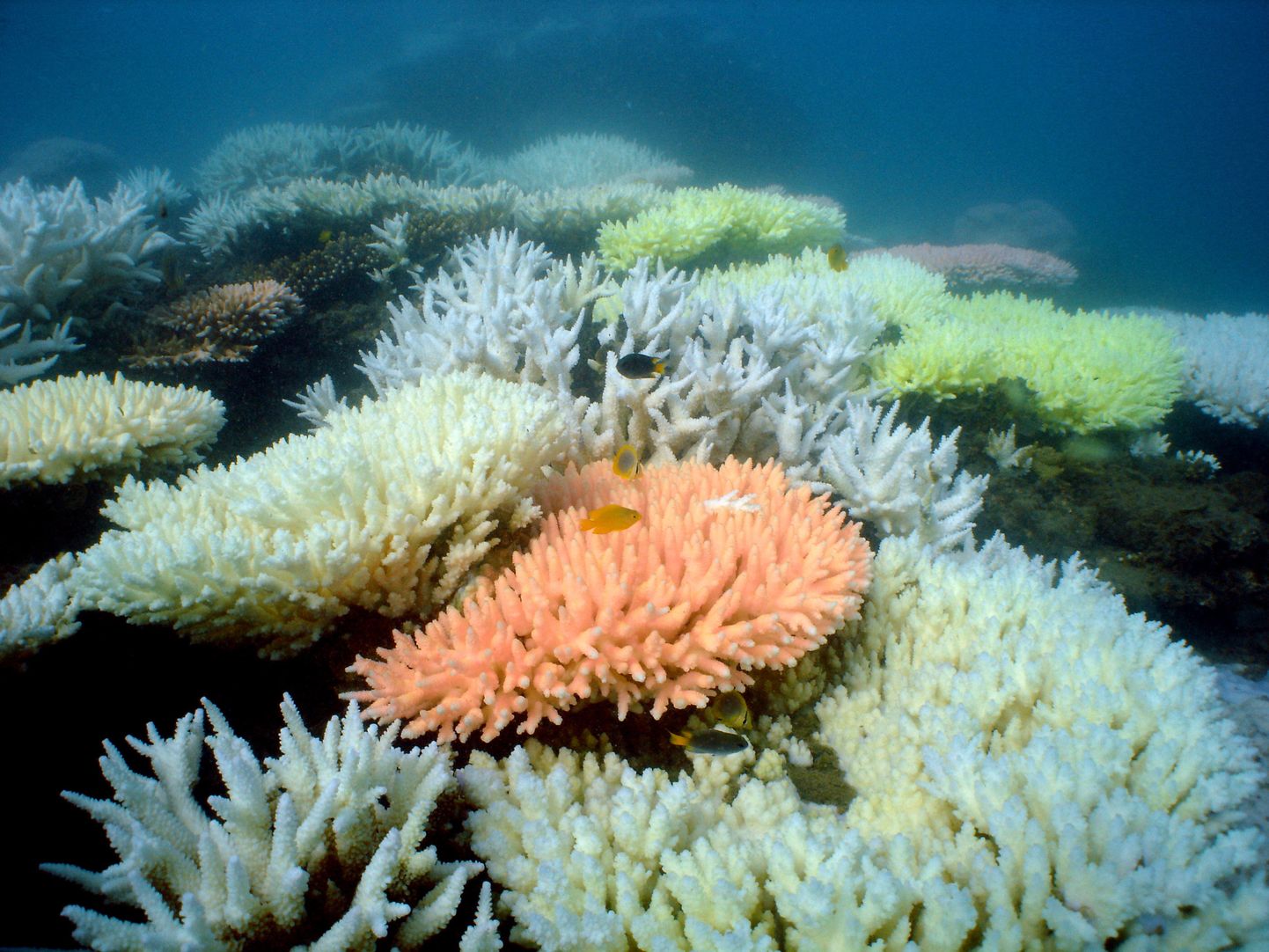 Korallrahud on ühed kõige liigirikkamad paigad Maal. Korallide hukk tähendab selle õrnas tasakaaluse püsiva ökosüsteemi kadumist.