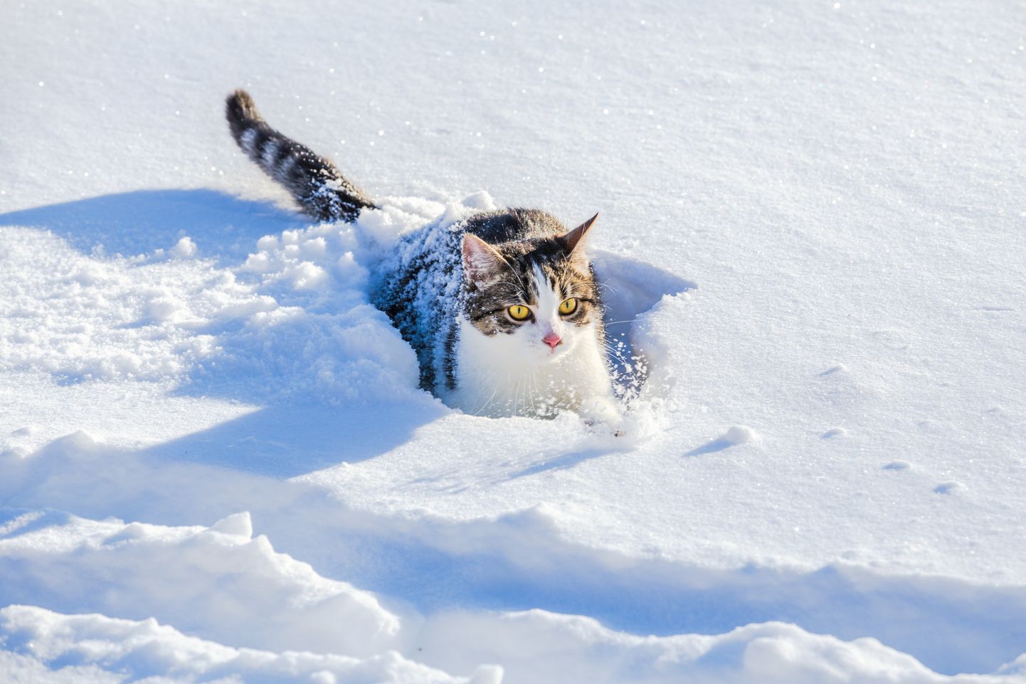 Kaķis sniegā. Ilustratīvs attēls