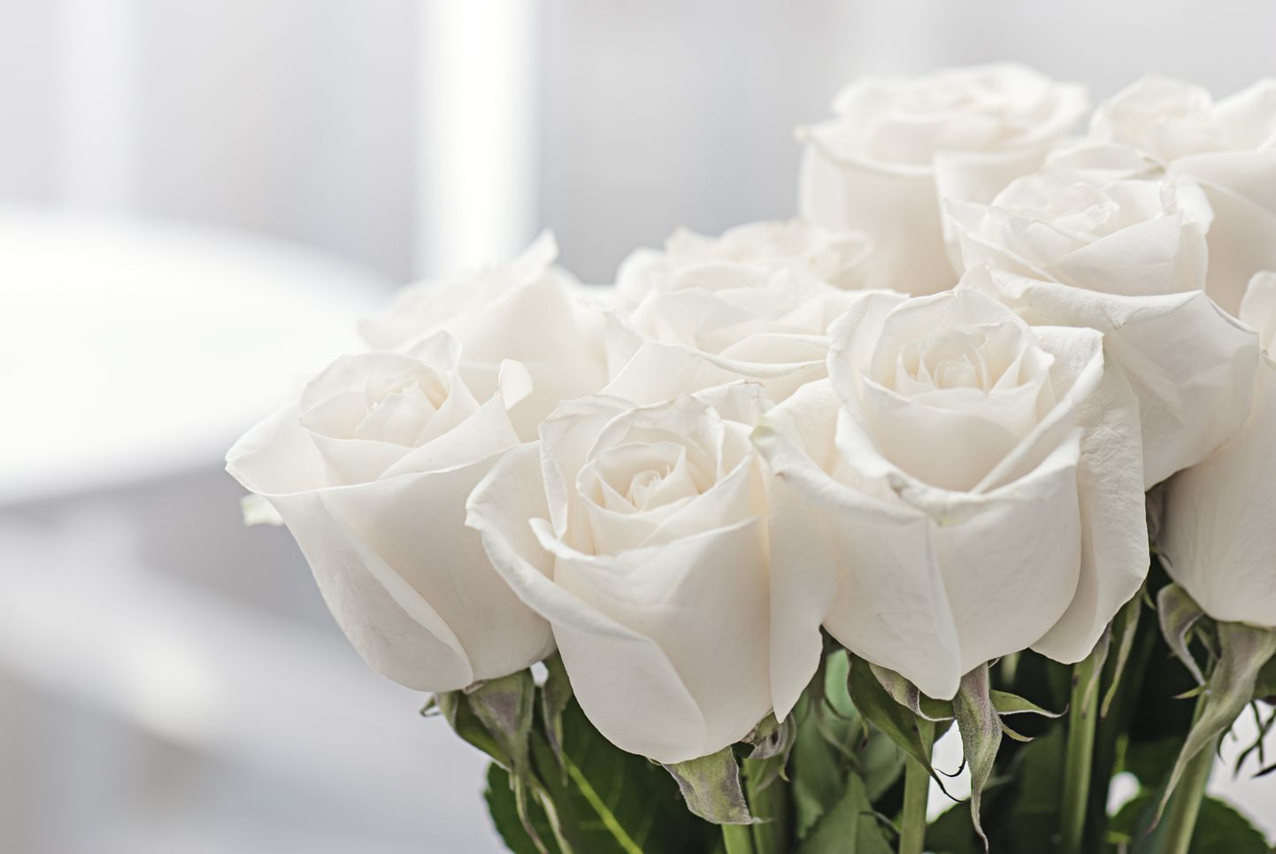 Белые розы. Иллюстративное фото