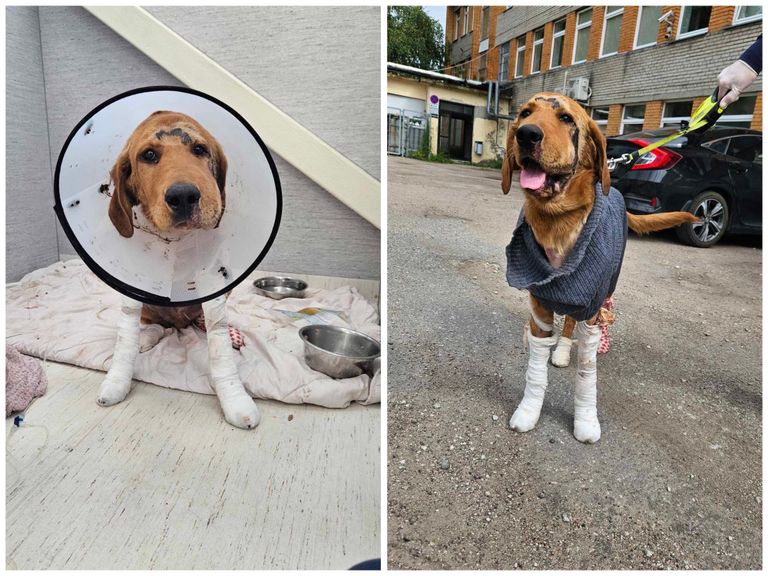 Auto taga lohisenud koer Vunts tegi loomade kiirabi kliiniku arstide hoole all esimesed sammud.