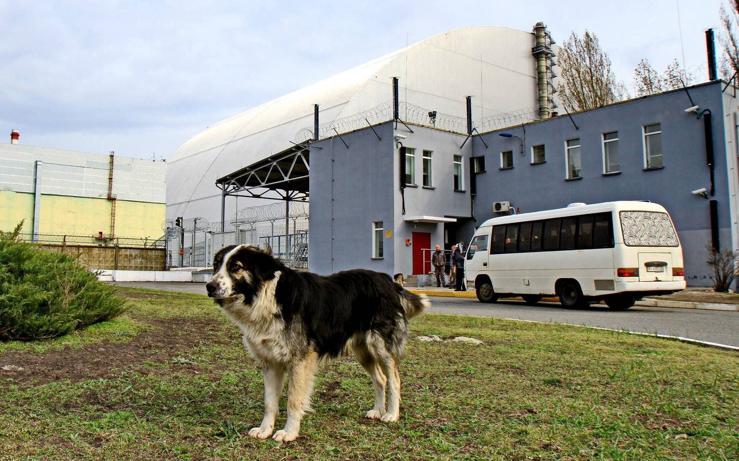 Tšernobõlis arvatakse elavat umbes 1000 hulkuvat koera.