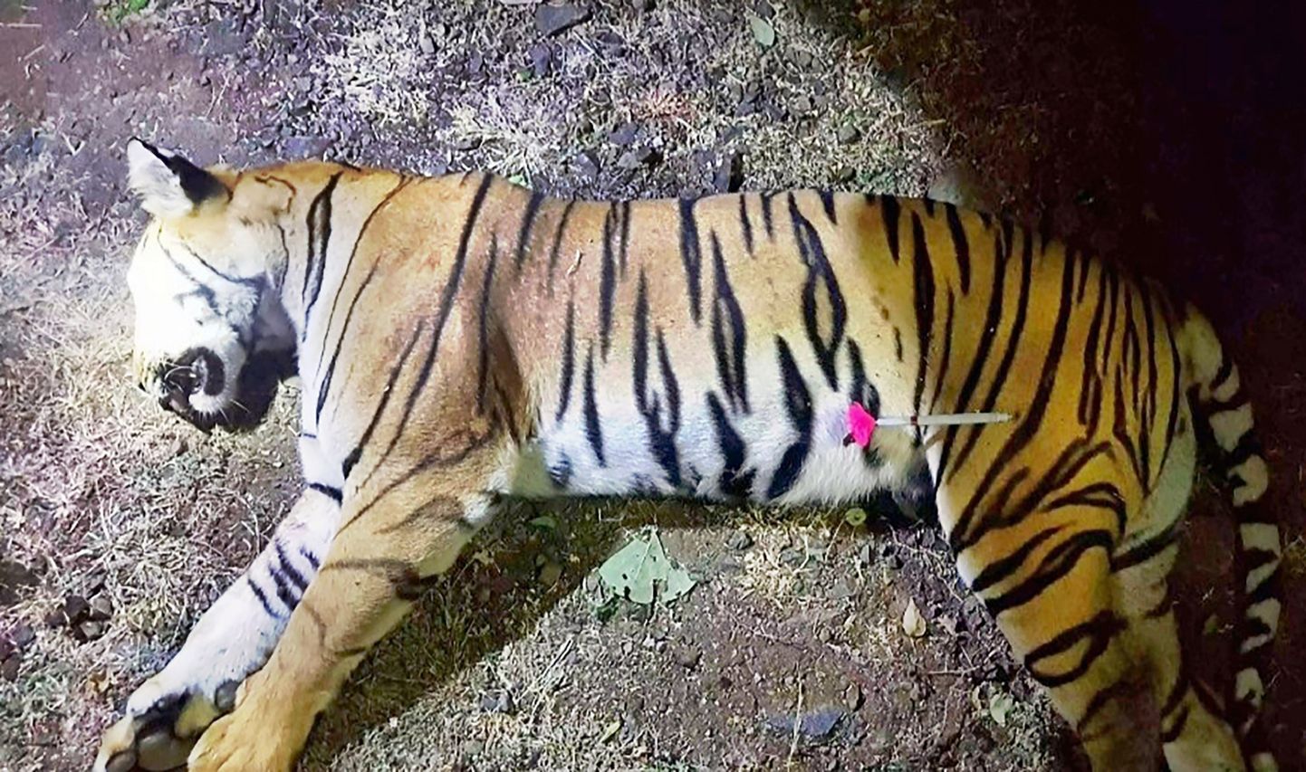 Тело мертвой тигрицы