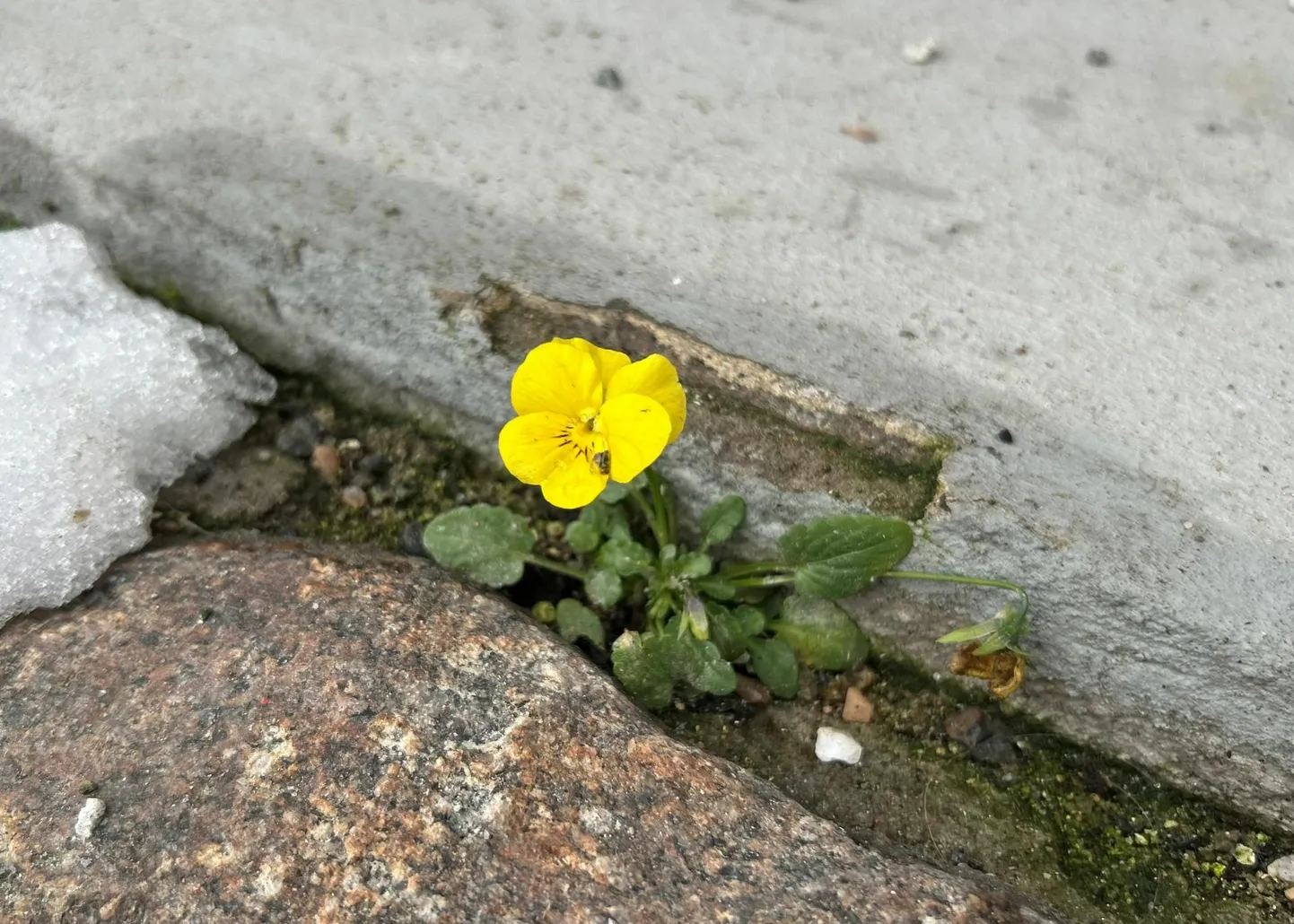 Raekoja kõrval õitses eile võõrasema.
