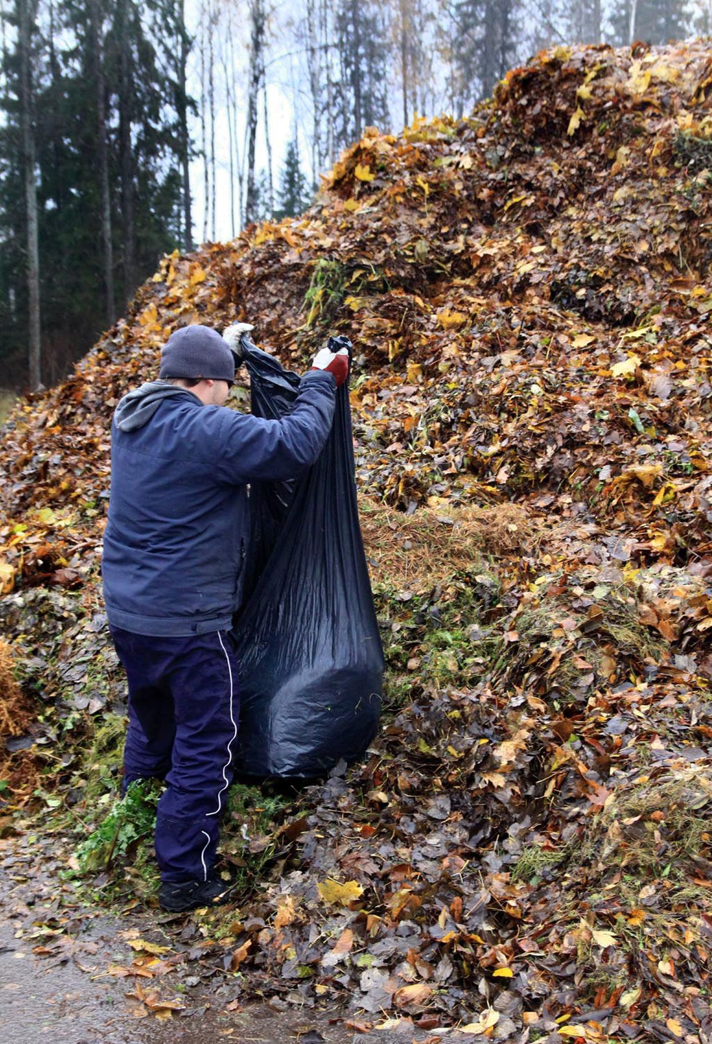 Elanikud on tasuta teenust kasutades OÜ Paikre komposteerimisjaama toonud juba 17 tonni puulehti.