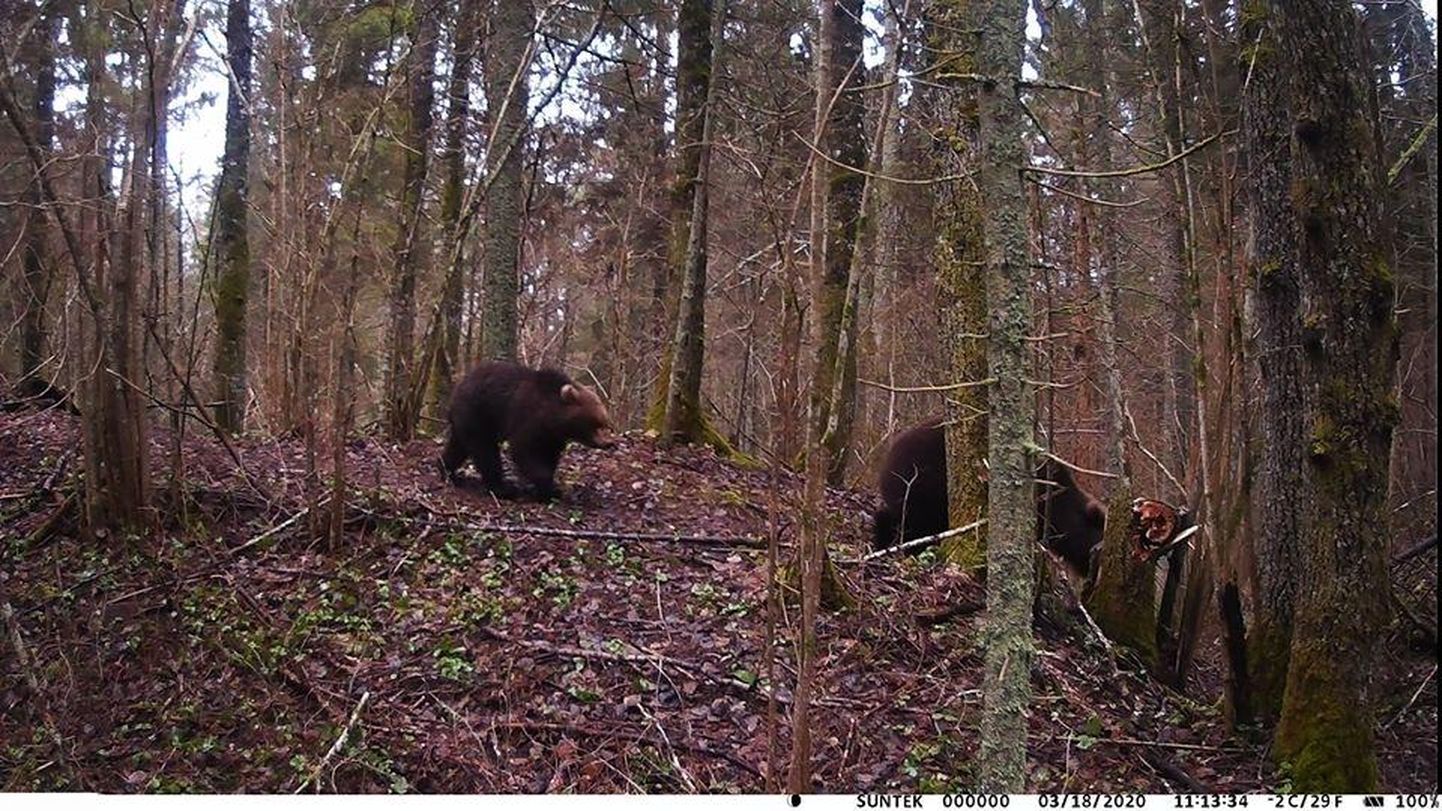 Tarmo Kõlli rajakaamera jäädvustas mõned Virumaa metsas ringi liikuvad karud.