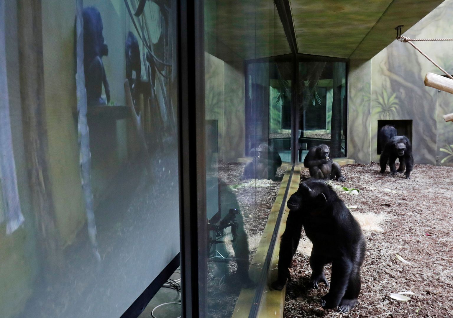 Шимпанзе в чешском зоопарке