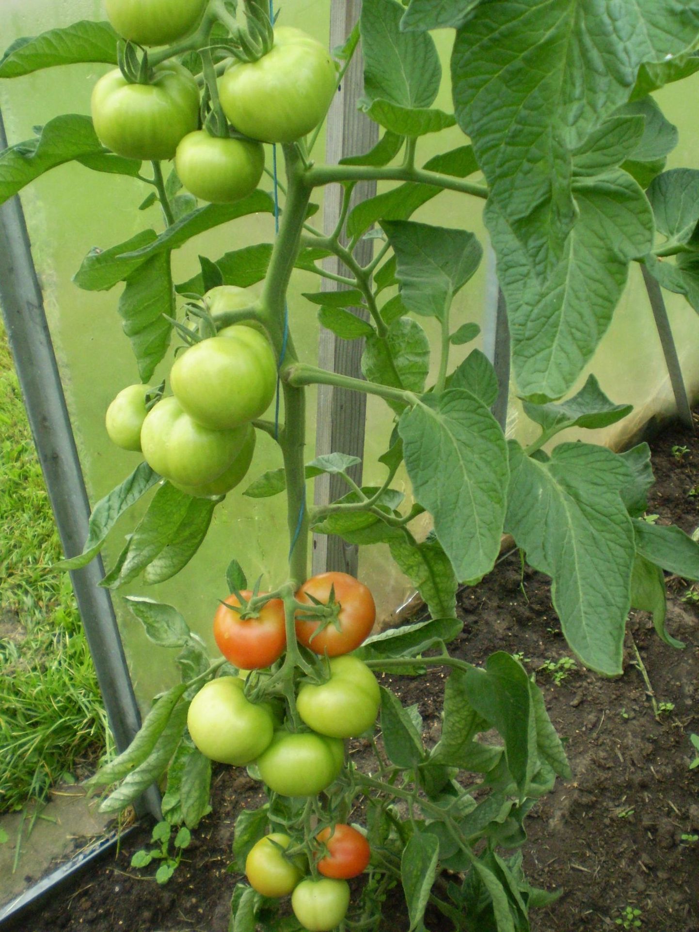 Tomatikobarat toidavad need lehed, mille vahel kobar asub.