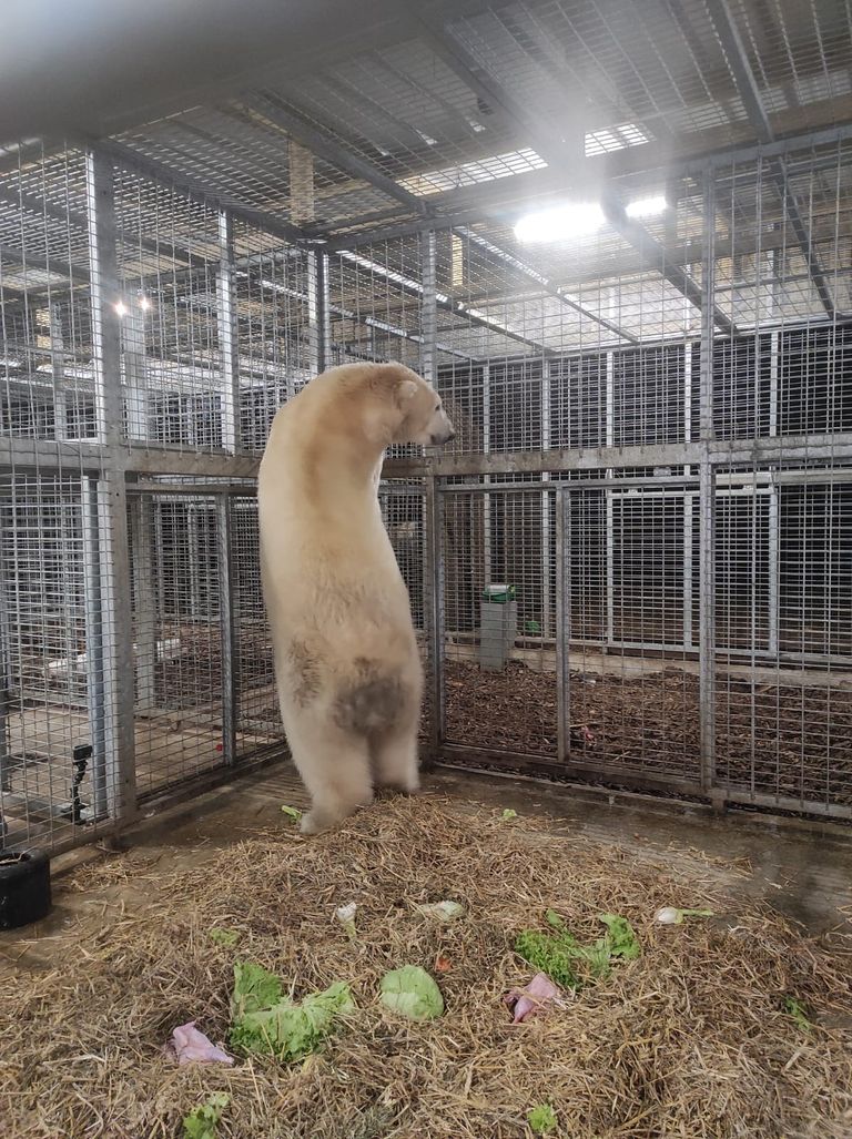 Jääkaru Aron leiab endale kindlasti palju fänne ka La Flèche'i loomaaias.