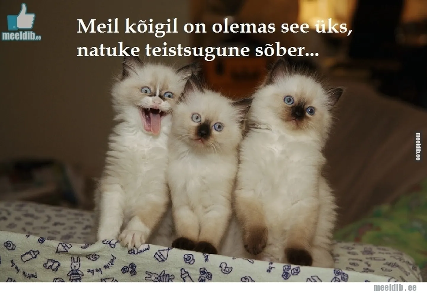 Artikli foto