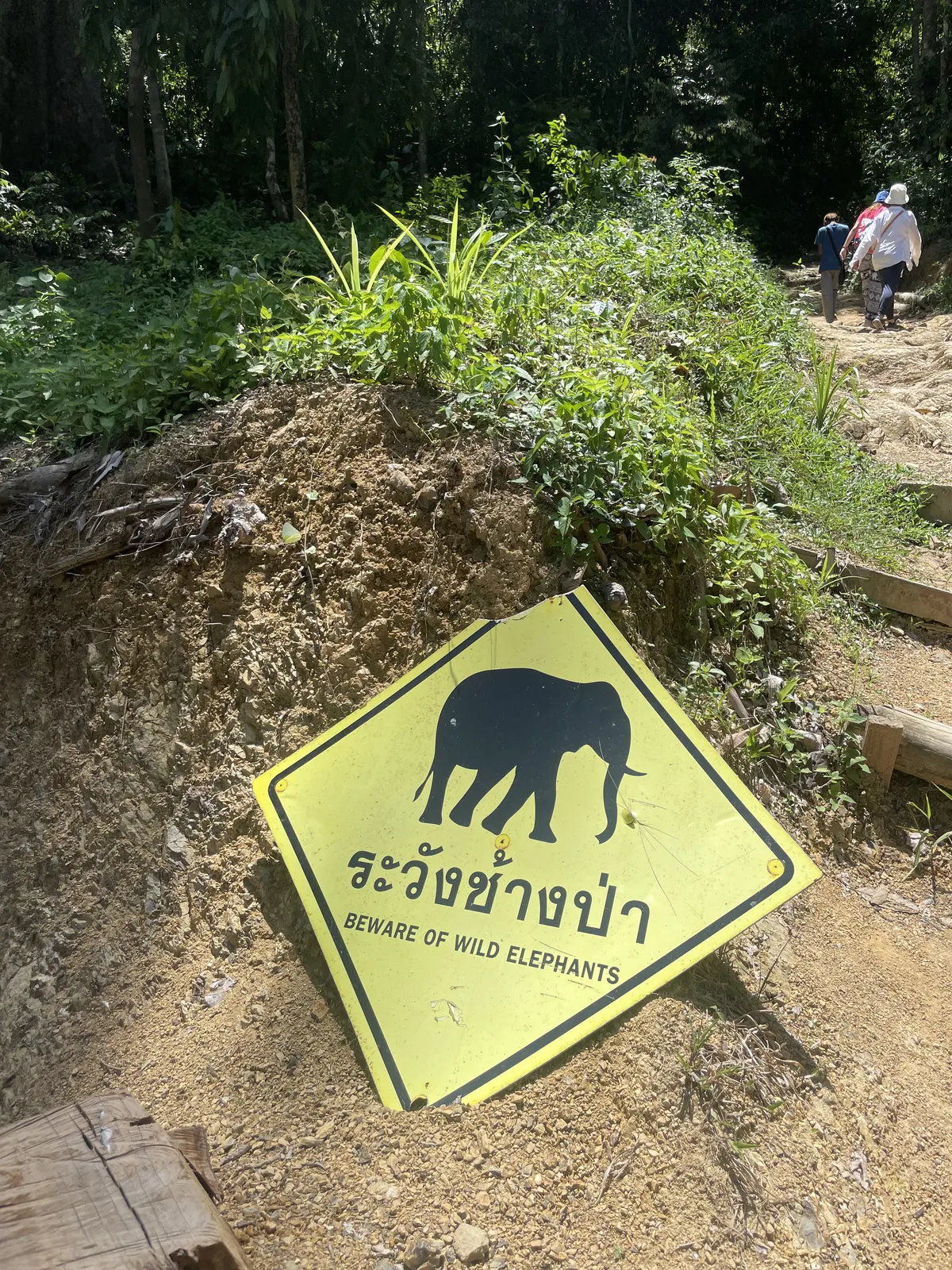Silt manitseb elevantide suhtes hoolikas olemas. Neid siin elab, aga meile end ei ilmuta.