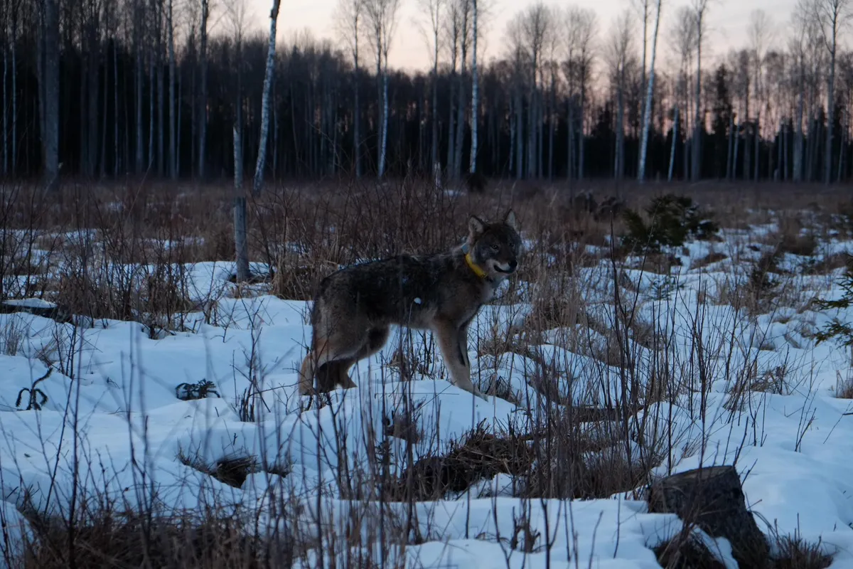 Noor isahunt oli 21. veebruaril, kui ta pärast loomakliinikus taastumist metsa lasti, asjatundjate hinnangul väga heas seisus ja peaks edukalt oma eluga hakkama saama.