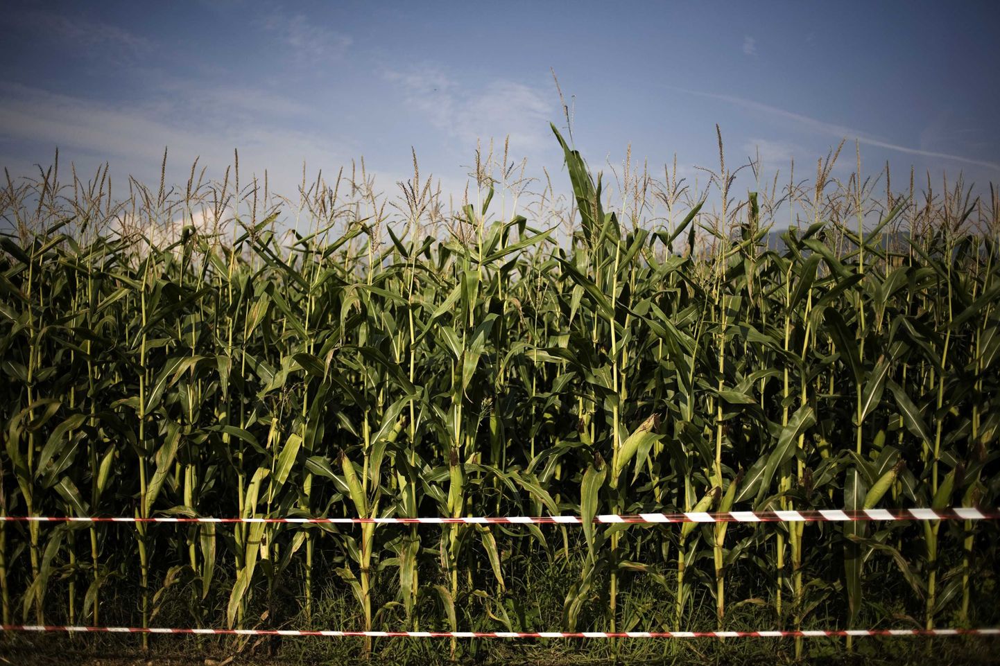 Генетически модифицированная кукуруза в Италии.