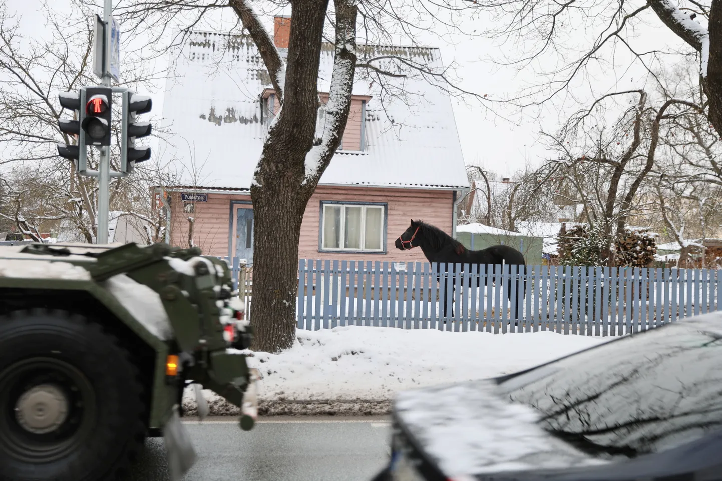Kuigi aadressil Puiestee 4a elav täkk Hermon on autoteest vaid mõne meetri kaugusel, saab omaniku sõnul ta liiklusmüraga kenasti hakkama.
