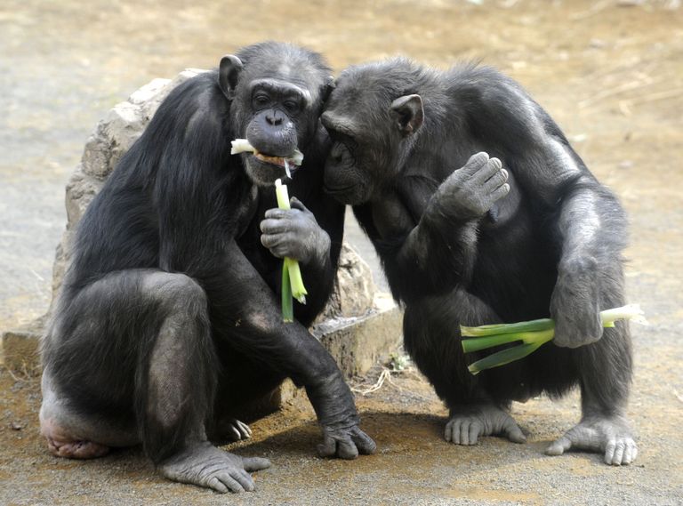 Teadlaste sõnul on evolutsiooni võitjad imetajad, linnud ja kalad. Fotol šimpansid.