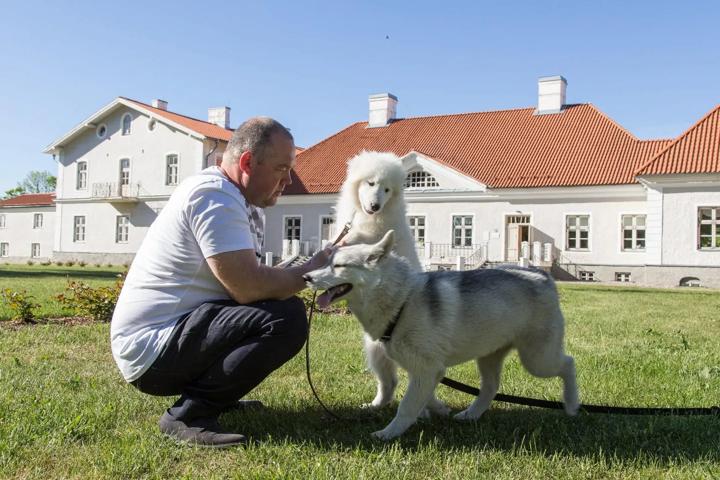 Kukruse polaarmõisa nõukogu esimehe Guido Tellise kelgukoerad aitavad muuta polaaravastuste lugu lastele elavaks. Et muuseum end ise ära ei majanda, algatas Tellis arutelu polaarmõisa tuleviku üle.
