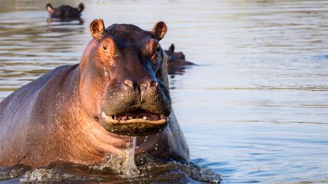 TRAGÖÖDIA LOOMAAIAS ⟩ Tiine jõehobu tappis puuri roninund loomaarsti