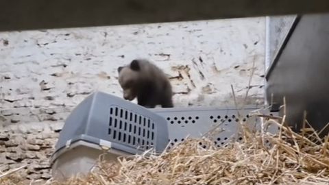 Ida-Virumaal püüti kinni eramaja hoovi eksinud alakaaluline karupoeg