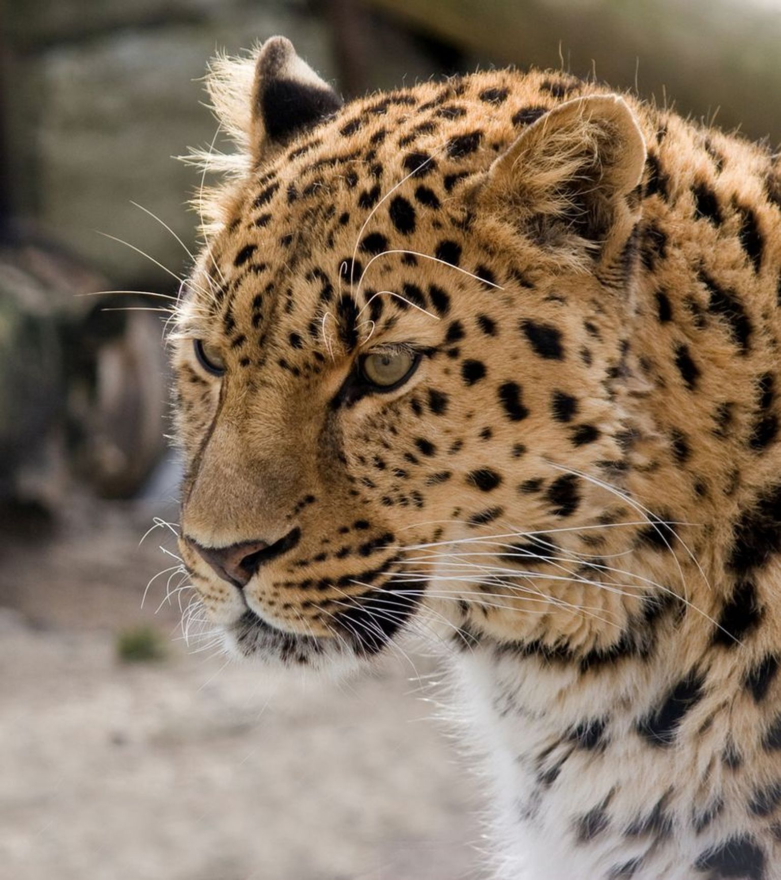 21-aastaseks saav amuuri leopard Freddi.
