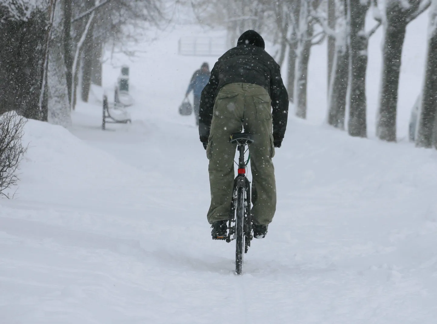 Eestis on küllalt rattureid, kes talve trotsivad.