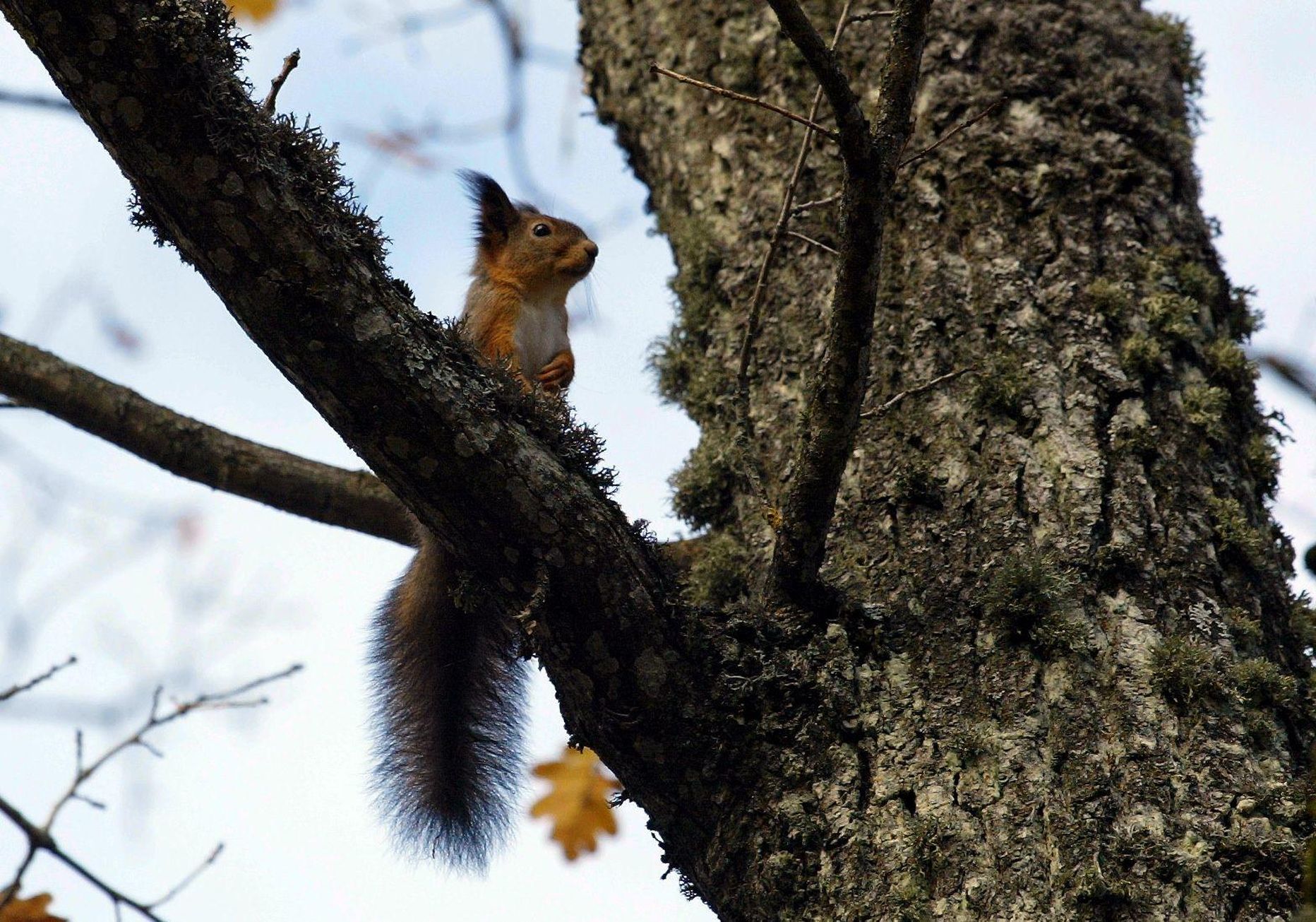 Oravaid kohtab linnaparkides ja kalmistutel üha vähem.