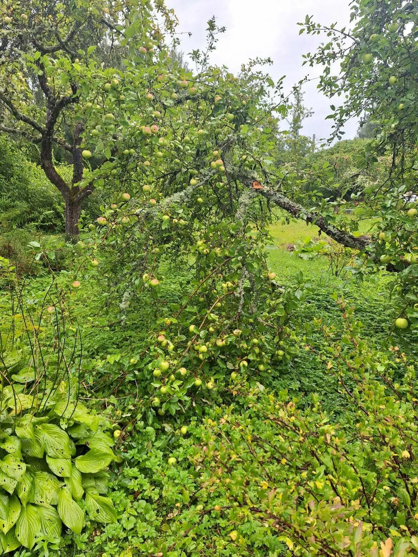 Umbes samasugune pilt avaneb praegu nii mõneski Eesti aias.