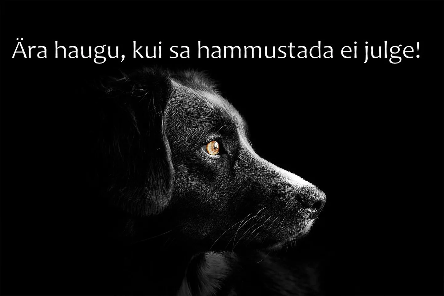 Artikli foto