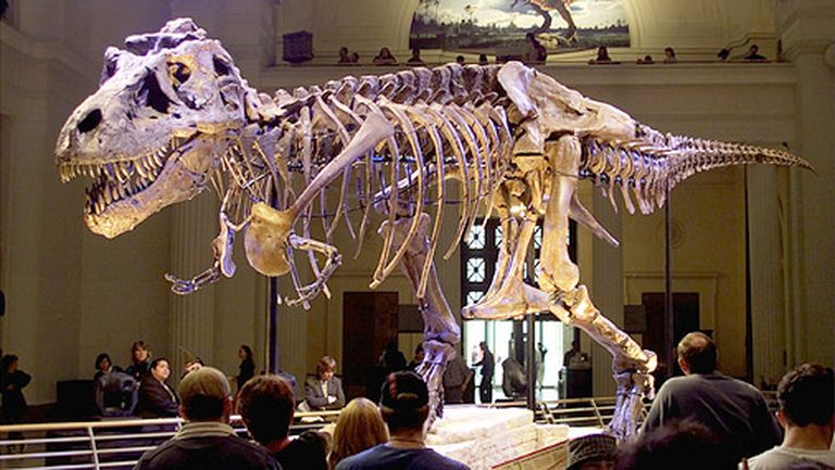 Tiranozaura skelets