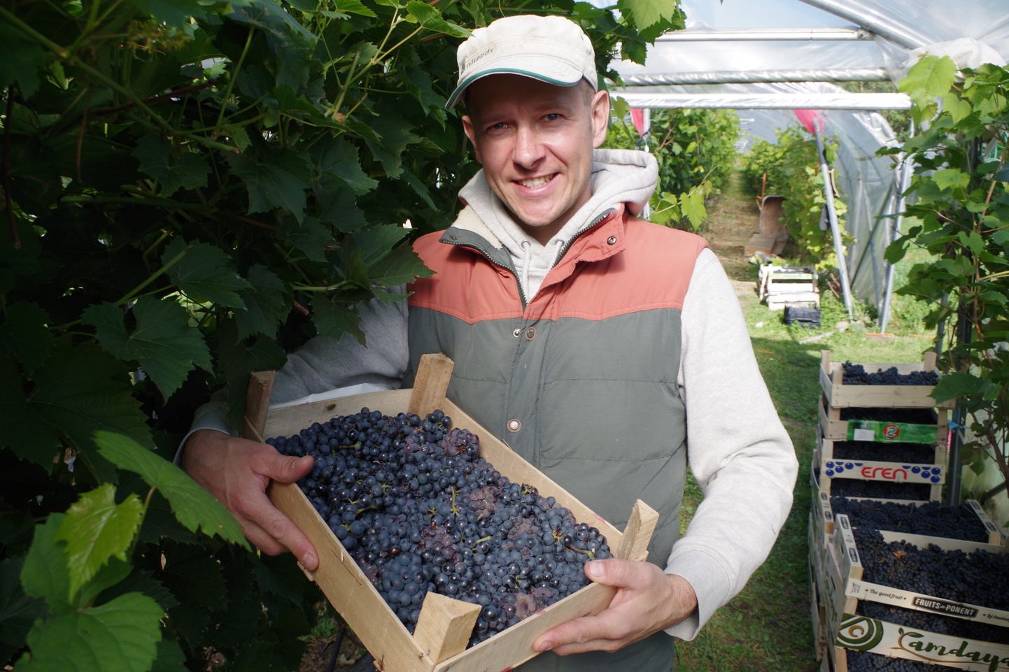 Veinitalunik Roman Šarini sõnul rikkus heitlik suvi viinamarjasaagi ning ka taimede eest hoolitsevaid tolmeldajaid polnud piisavalt.