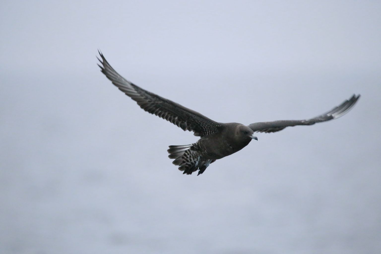 Laupäeval tiirutas Peipsi kohal laisaba-änn. Neid meie hõbekajaka suurusi linde näeb Eestis rannikul, sisemaal on lai­saba-änniga kohtumine väga haruldane juhus.